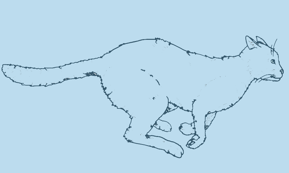 light theme outlined picture of a cat